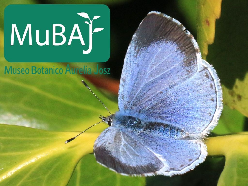 Verde. Un'estate alla scoperta del Museo botanico 